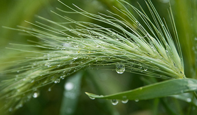History Of Innovation - Article - Wheat