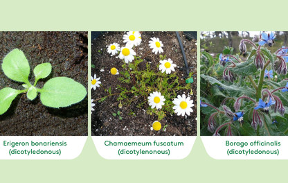 Pictures of weeds 