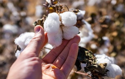 Hand Holding Cotton.jpg