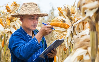 Farmer Checking Corn