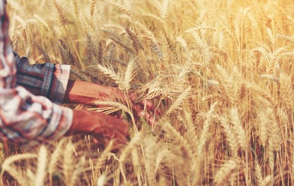Hands in wheat field