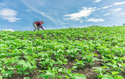 Farmer in a field of peas