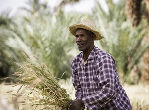 Farmer Holding Wheat.jpg