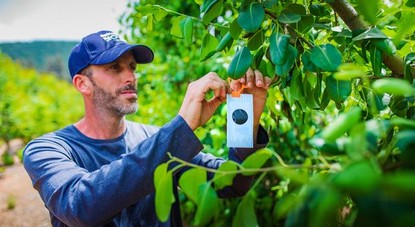 Farmer hanging an insecticidal on an apple tree.jpg