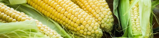 Corn Up Close