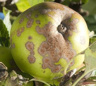 Apple badly affected by scab