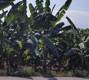 Bananas Ecuador
