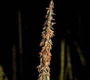 Blackgrass-ear-flowering