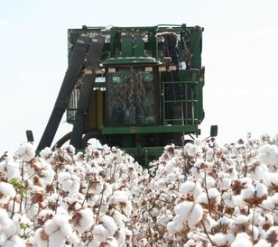 Defoliating the cotton plant accelerates boll opening for harvest which helps maximize yields