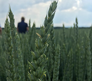 Close up of wheat ear