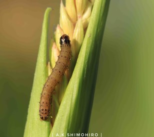 The  pest called Spodoptera frugiperda or ‘Fall Armyworm’
