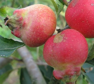 Rosy apple aphid
