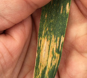 Septoria in wheat