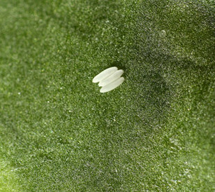 Sugar beet fly Larvae