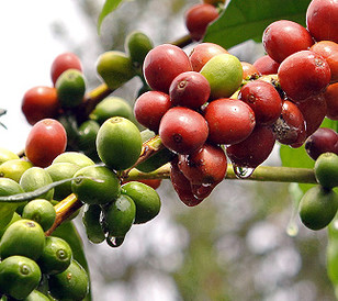 Brazil Coffee - Coffee Beans