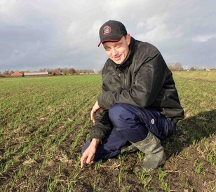 Graham winter wheat