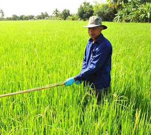 rice farmer