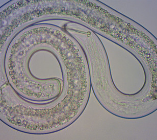 Spiral Soybean Nematode