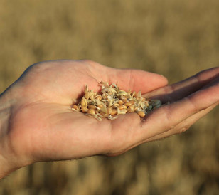 wheat hands
