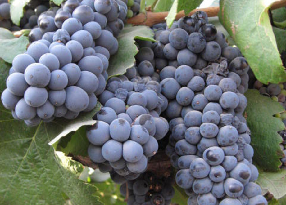 Bunch of red grapes