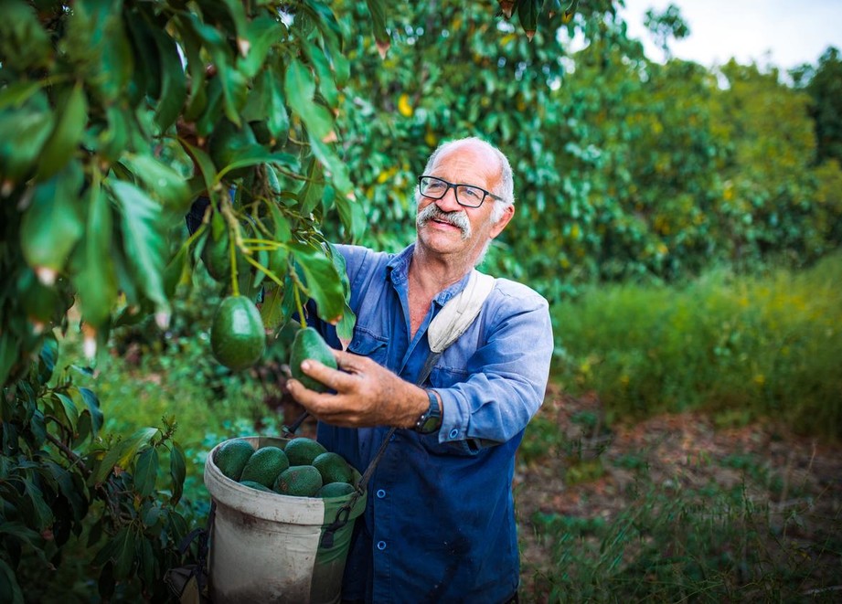 Farmer picking an avocado