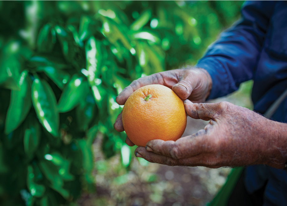 Picking Orange