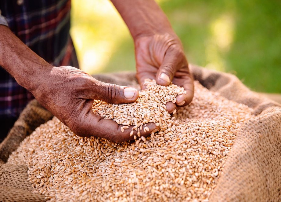 Farmer Holding Grains