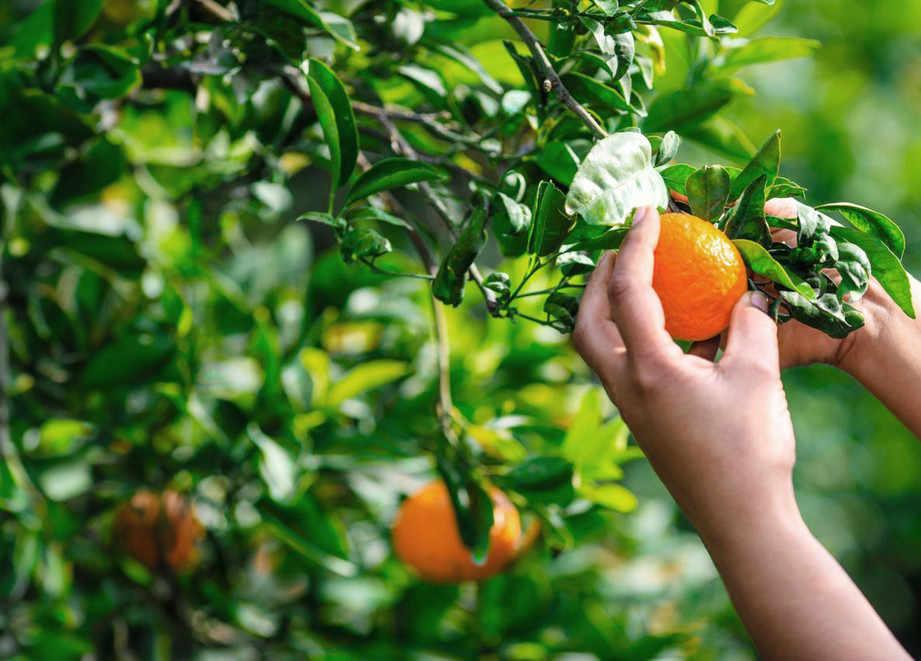 Picking Orange