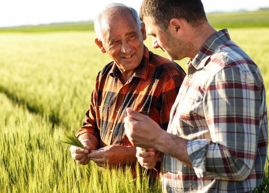 Farmers in wheat field 