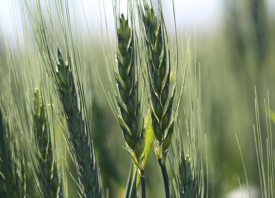 Wheat