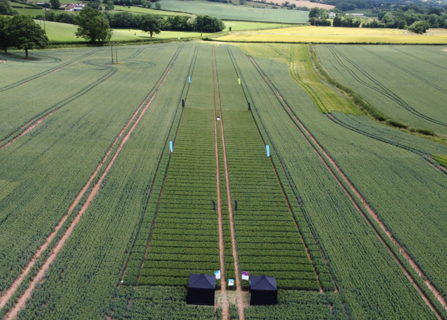 Gilboa field trials in Herefordshire UK during the 2025 season
