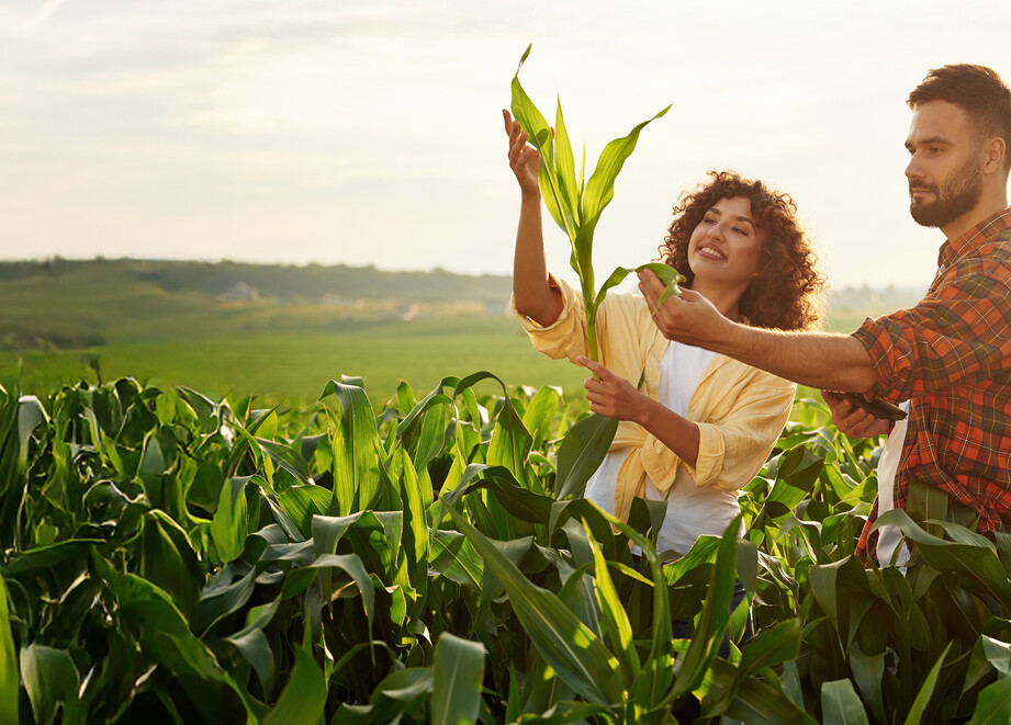 Farmers in corn field