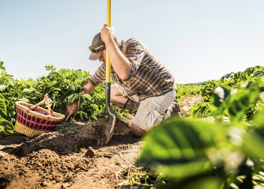 Farmer in potato field
