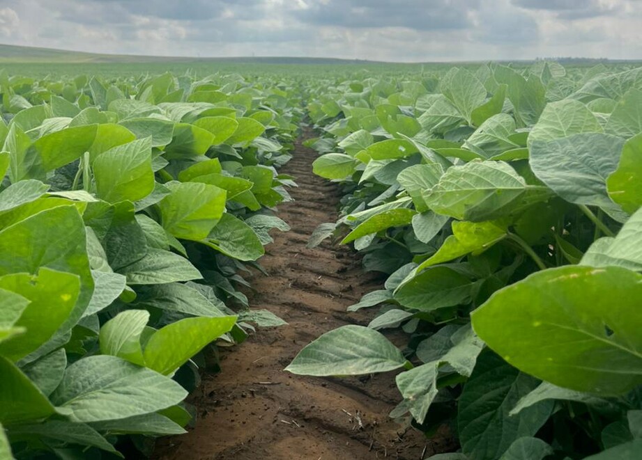 Soybean field 