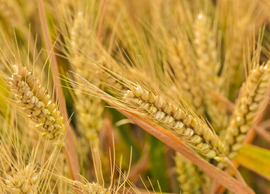 Wheat