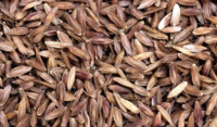 Black grass seeds