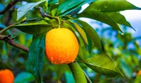 Orange with Water Droplets