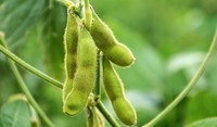 Soybeans Up Close