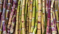 Sugar Cane 