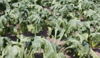 Sugar Beet Drought 