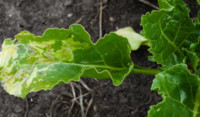 Sugarbeet fly damage