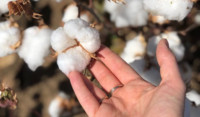 Cotton