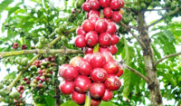 Vietnam Coffee