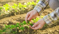 Hands with Soybean Plant 