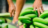 Bananas Up Close