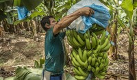 Bananas field