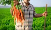 Carrots Up Close