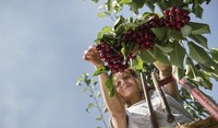 Cherry Picking