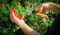 Farmer Cutting Tomatos