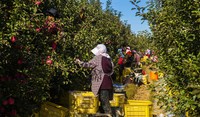 Farmers Picking Apples